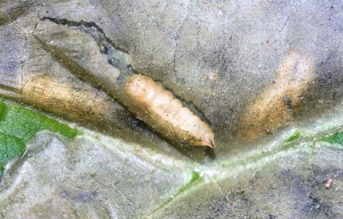 Pegomya laticornis